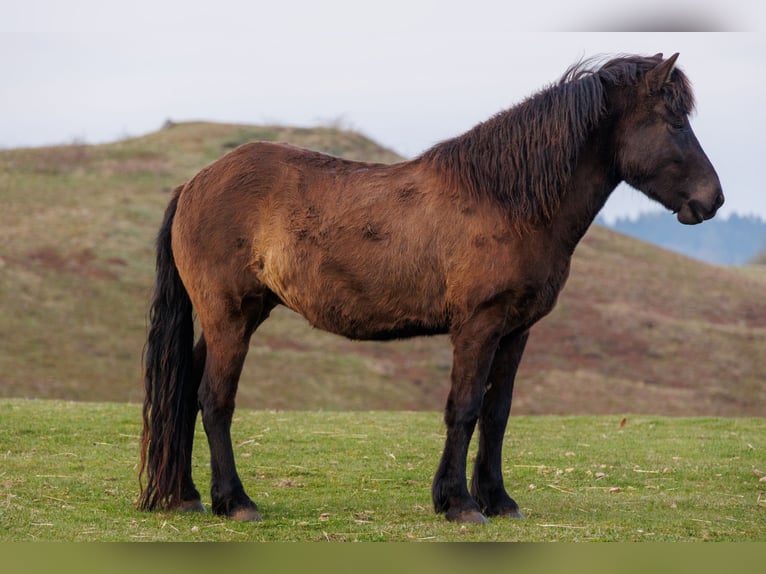 Islandpferd Stute 4 Jahre 140 cm Rappe in HOBRO
