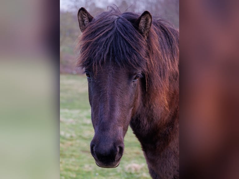 Islandpferd Stute 4 Jahre 140 cm Rappe in HOBRO