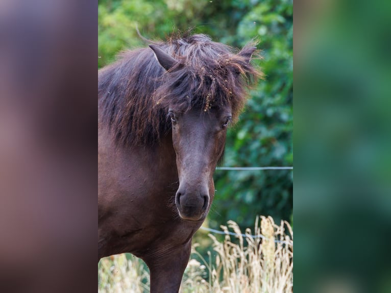 Islandpferd Stute 4 Jahre 140 cm Rappe in HOBRO