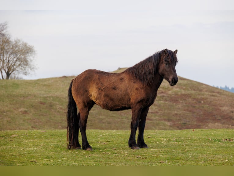 Islandpferd Stute 4 Jahre 140 cm Rappe in HOBRO