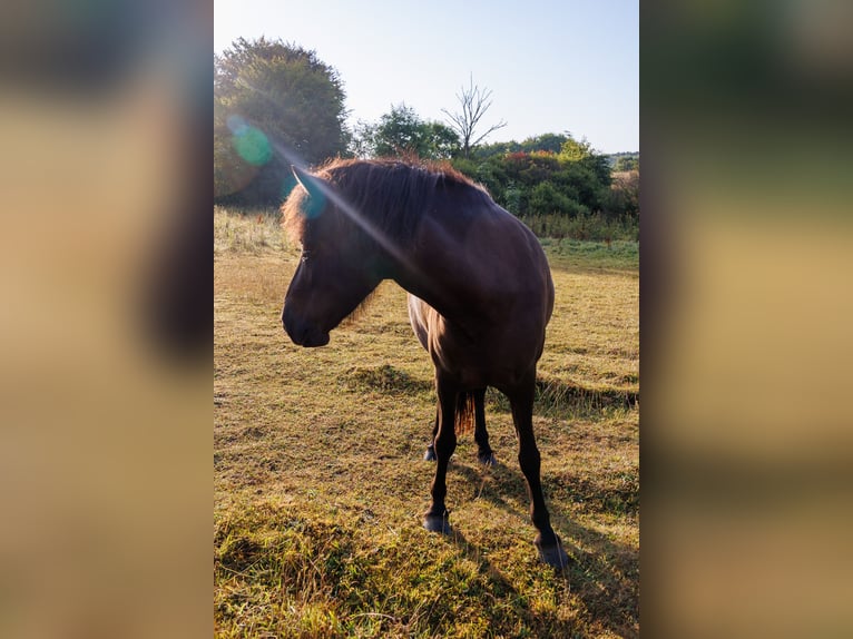 Islandpferd Stute 4 Jahre 140 cm Rappe in HOBRO