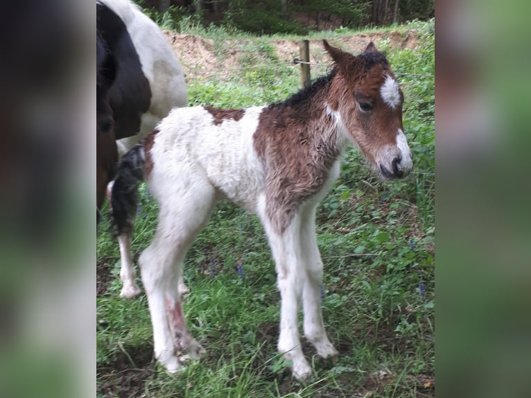 Islandpferd Stute 4 Jahre 140 cm Schecke in Birkenbeul