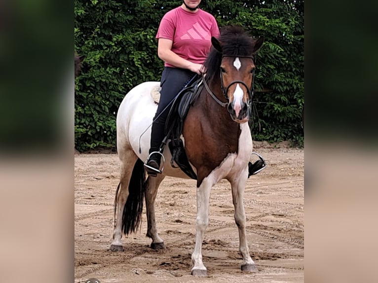 Islandpferd Stute 4 Jahre 140 cm Schecke in Birkenbeul