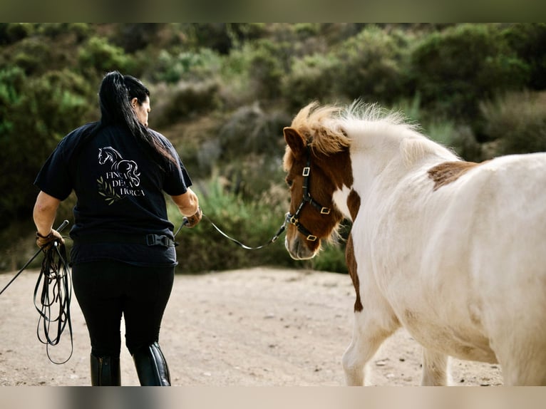 Islandpferd Stute 4 Jahre 140 cm Schecke in Sorbas