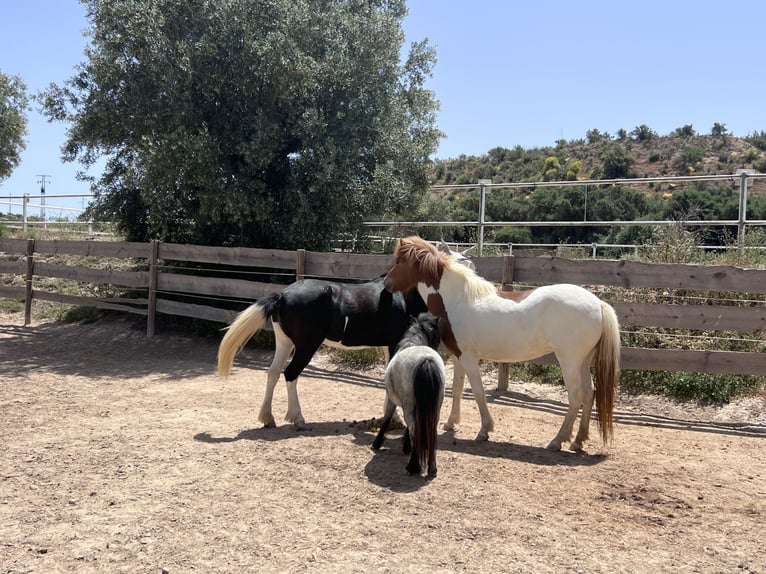 Islandpferd Stute 4 Jahre 140 cm Schecke in Sorbas