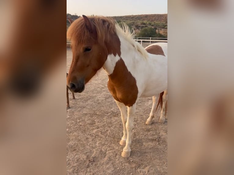 Islandpferd Stute 4 Jahre 140 cm Schecke in Sorbas