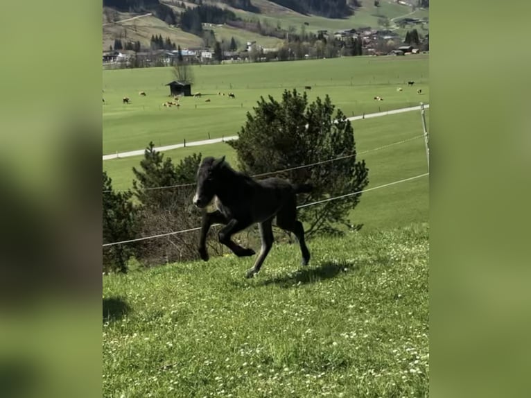 Islandpferd Stute 4 Jahre 140 cm Schimmel in Vorderschlagen