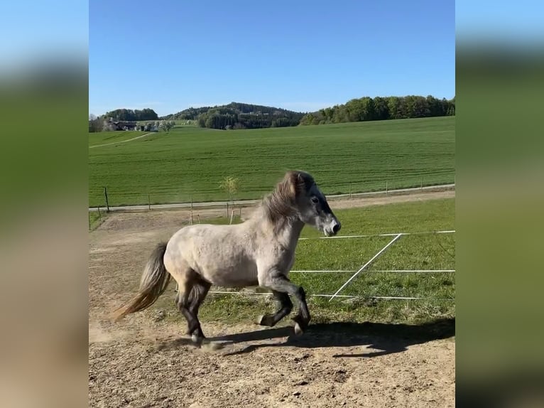Islandpferd Stute 4 Jahre 140 cm Schimmel in Vorderschlagen