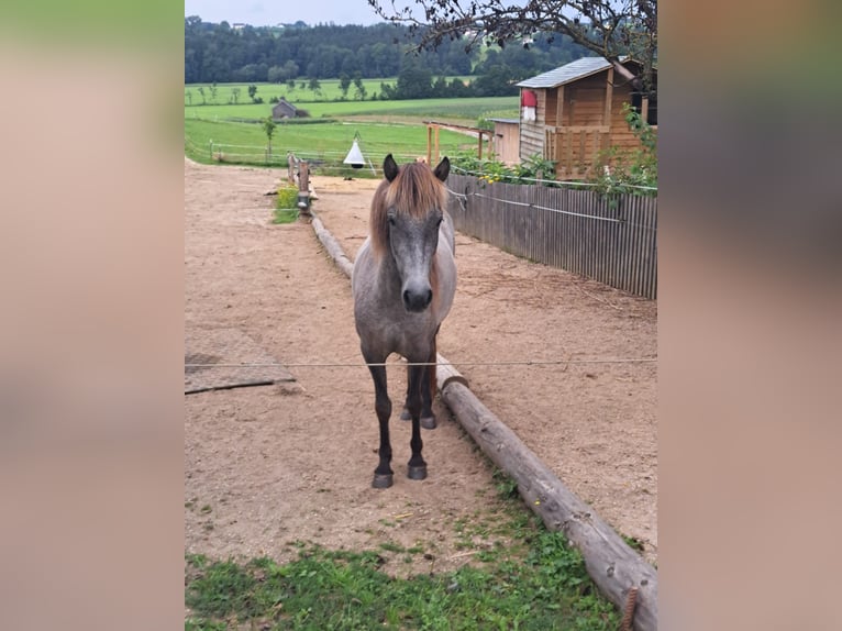 Islandpferd Stute 4 Jahre 140 cm Schimmel in Vorderschlagen