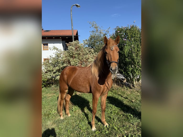 Islandpferd Stute 4 Jahre 142 cm Fuchs in Bad Feilnbach