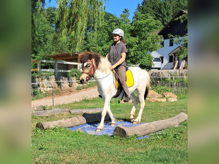 Islandpferd Stute 4 Jahre 142 cm Schecke in Bayerbach