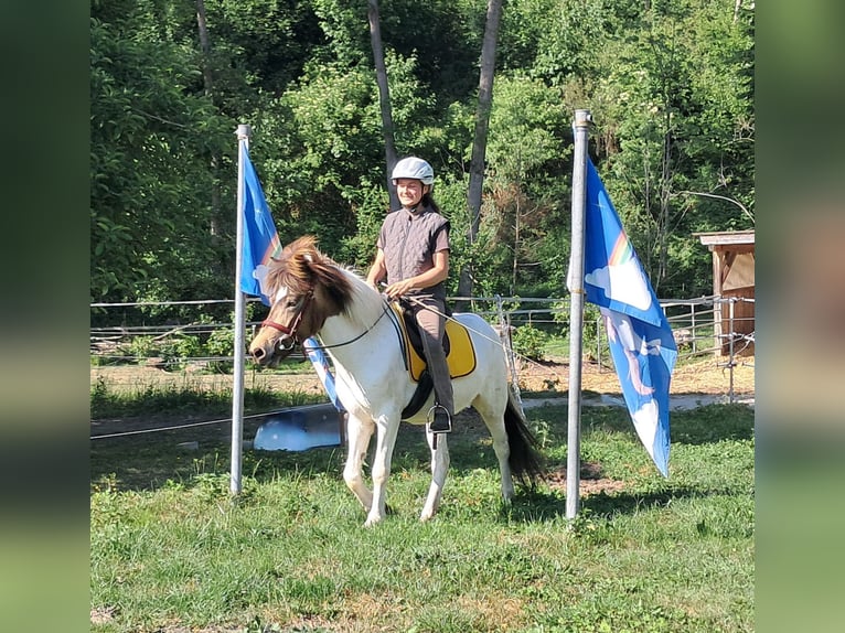 Islandpferd Stute 4 Jahre 142 cm Schecke in Bayerbach