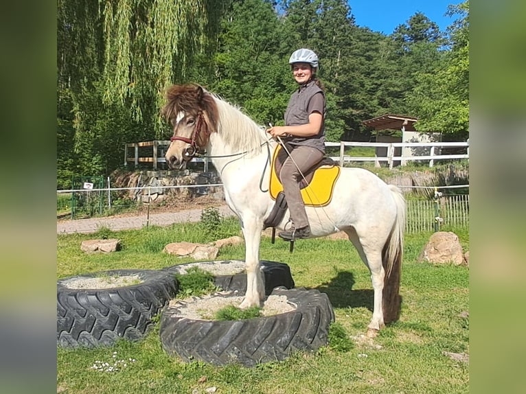 Islandpferd Stute 4 Jahre 142 cm Schecke in Bayerbach
