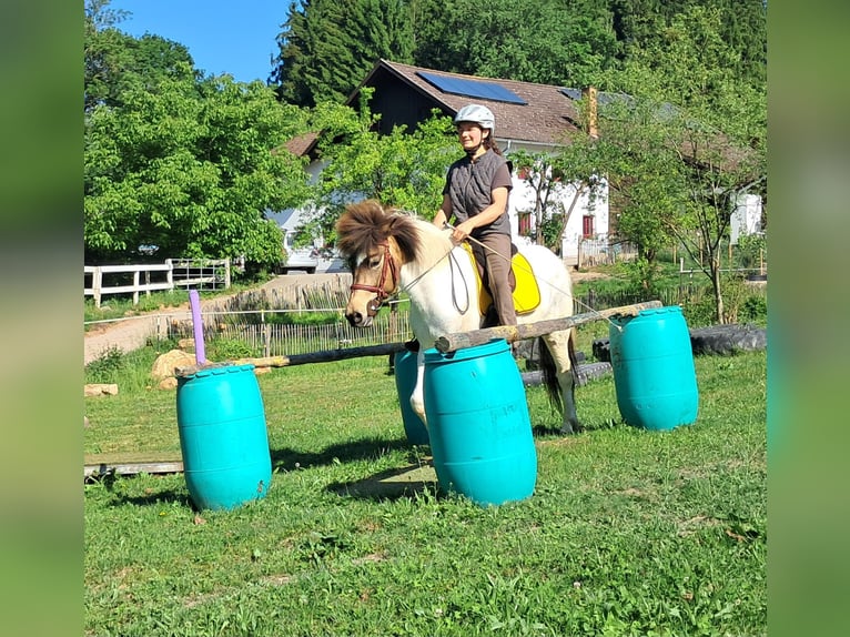 Islandpferd Stute 4 Jahre 142 cm Schecke in Bayerbach