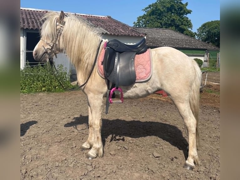 Islandpferd Stute 4 Jahre Palomino in Testelttestelt