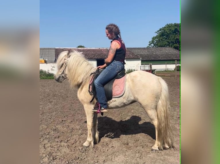 Islandpferd Stute 4 Jahre Palomino in Testelttestelt
