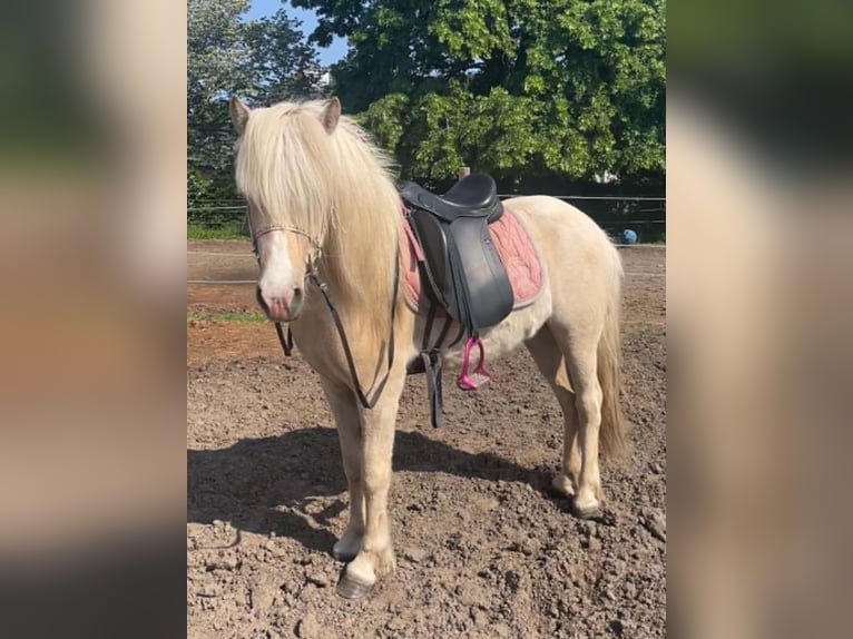 Islandpferd Stute 4 Jahre Palomino in Testelttestelt