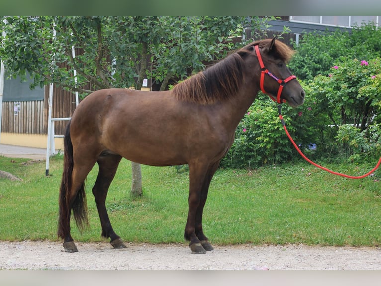 Islandpferd Stute 4 Jahre Rappe in Stra&#xDF;walchen