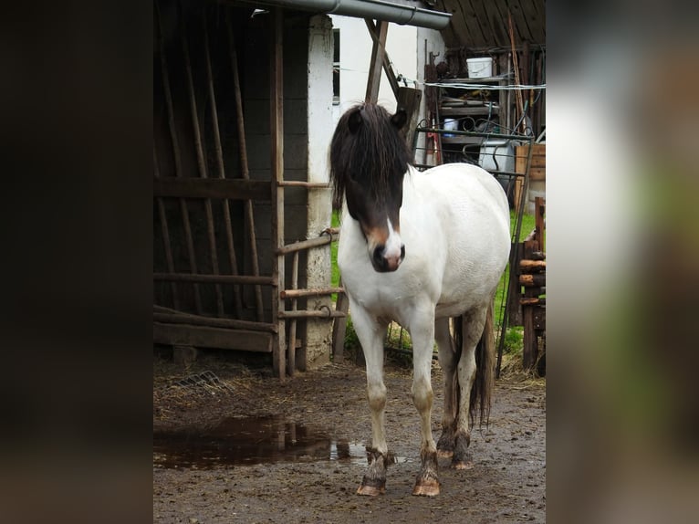 Islandpferd Stute 4 Jahre Schecke in PenkVölkermarkt