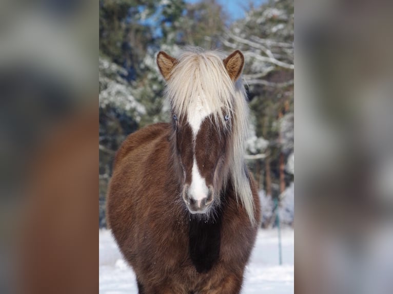 Islandpferd Stute 5 Jahre 130 cm in Ribbesbüttel