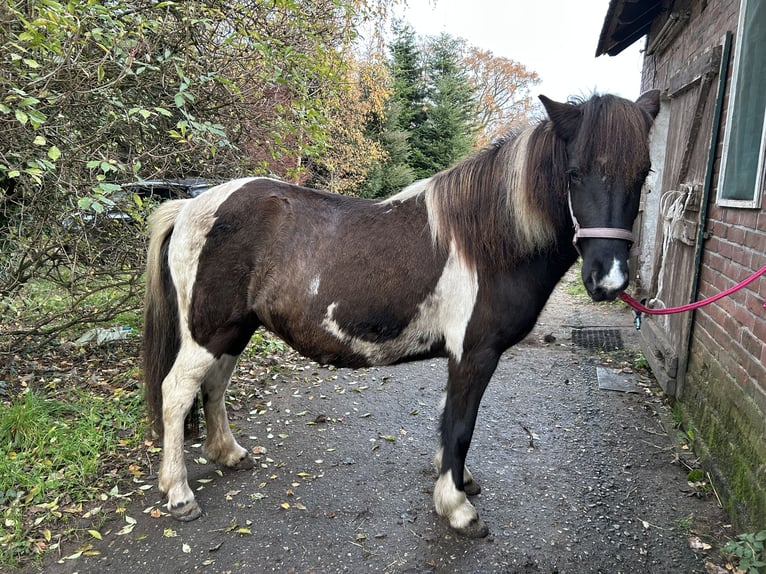 Islandpferd Stute 5 Jahre 132 cm  in Borken-Marbeck