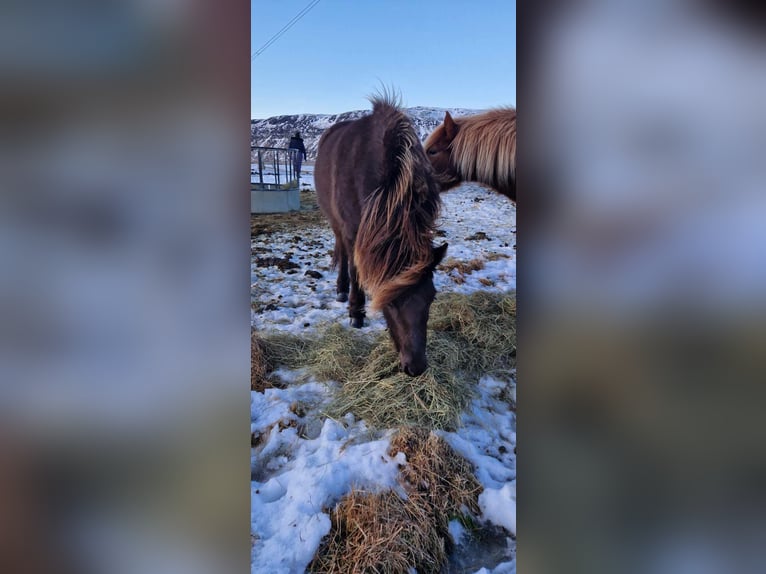 Islandpferd Stute 5 Jahre 133 cm Rappe in Hella