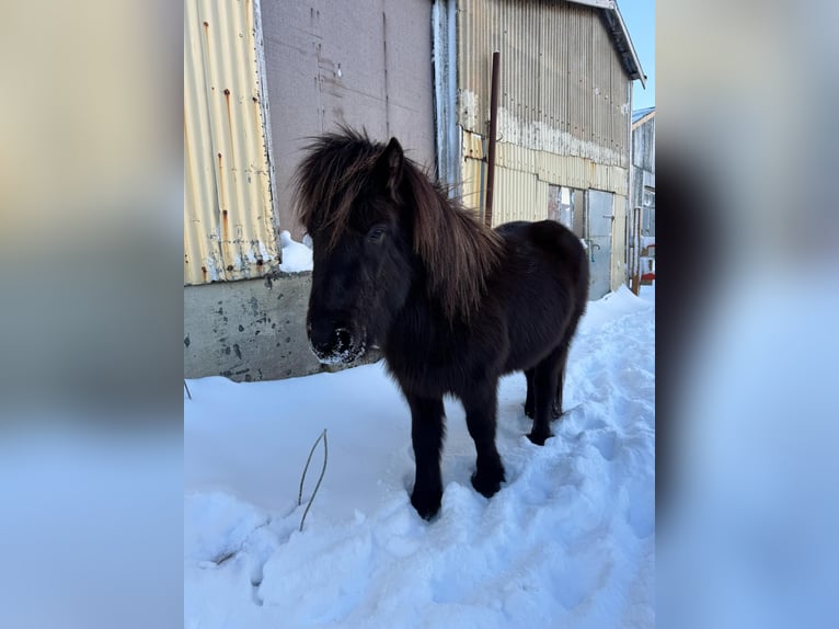Islandpferd Stute 5 Jahre 133 cm Rappe in Hella
