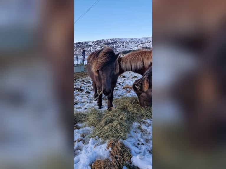Islandpferd Stute 5 Jahre 133 cm Rappe in Hella