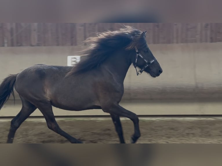 Islandpferd Stute 5 Jahre 134 cm Rappe in Fronreute