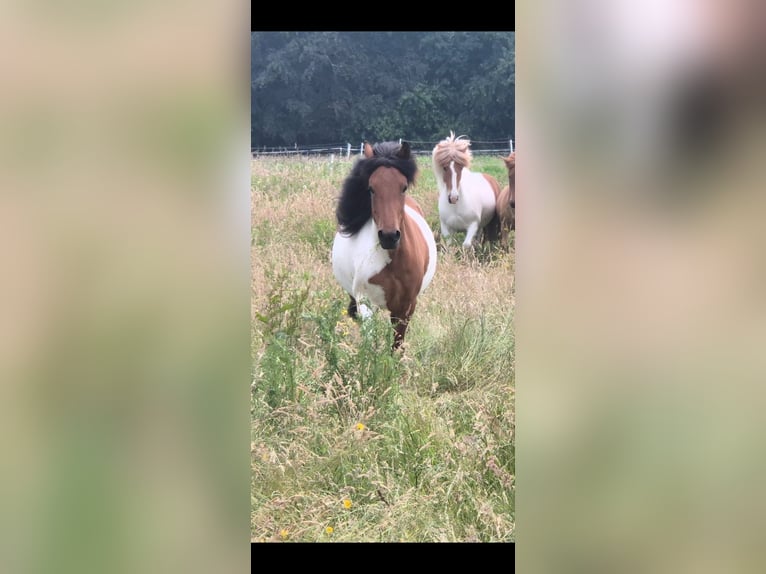 Islandpferd Stute 5 Jahre 134 cm Schecke in Bielefeld