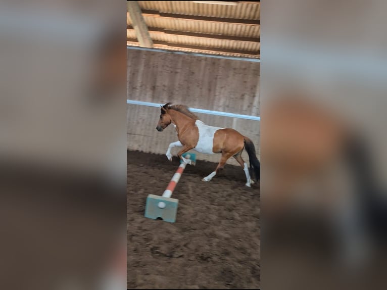 Islandpferd Stute 5 Jahre 134 cm Schecke in Bielefeld