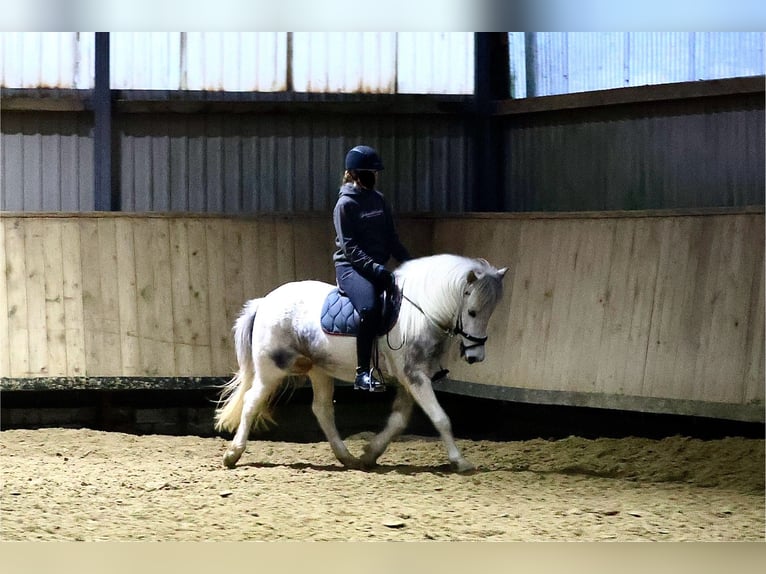 Islandpferd Stute 5 Jahre 135 cm Schimmel in Wadersloh