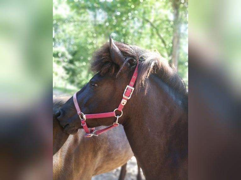 Islandpferd Stute 5 Jahre 136 cm Rappe in Iffeldorf