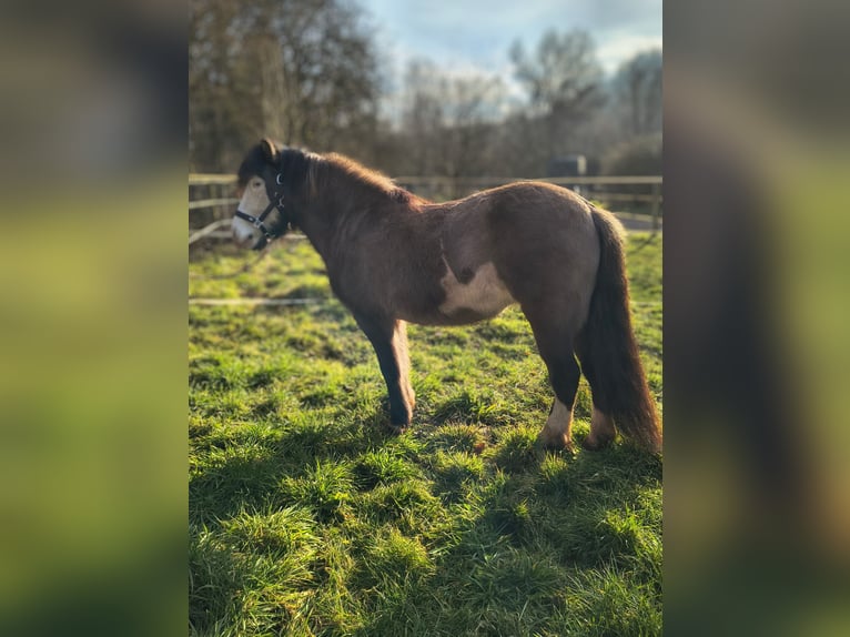 Islandpferd Stute 5 Jahre 136 cm Schecke in Püttlingen