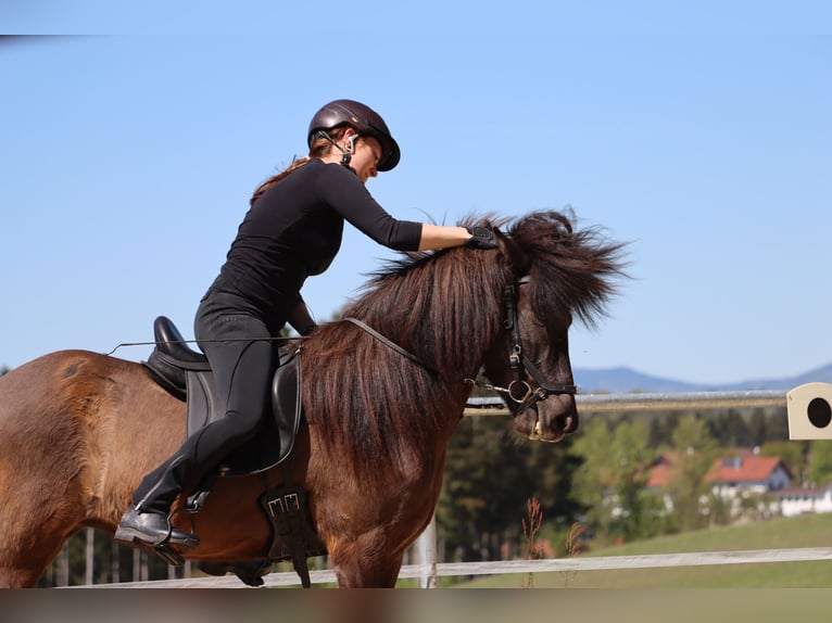 Islandpferd Stute 5 Jahre 136 cm Schwarzbrauner in Kumhausen