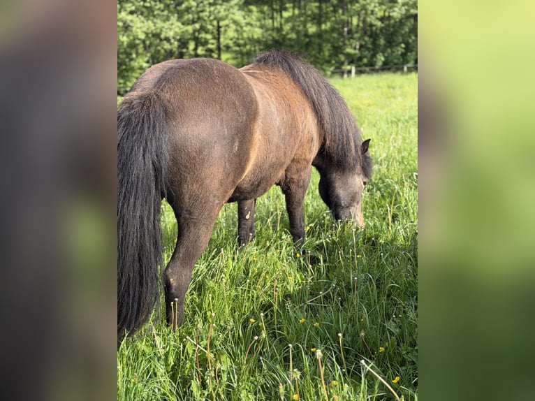 Islandpferd Stute 5 Jahre 137 cm Dunkelbrauner in Herscheid