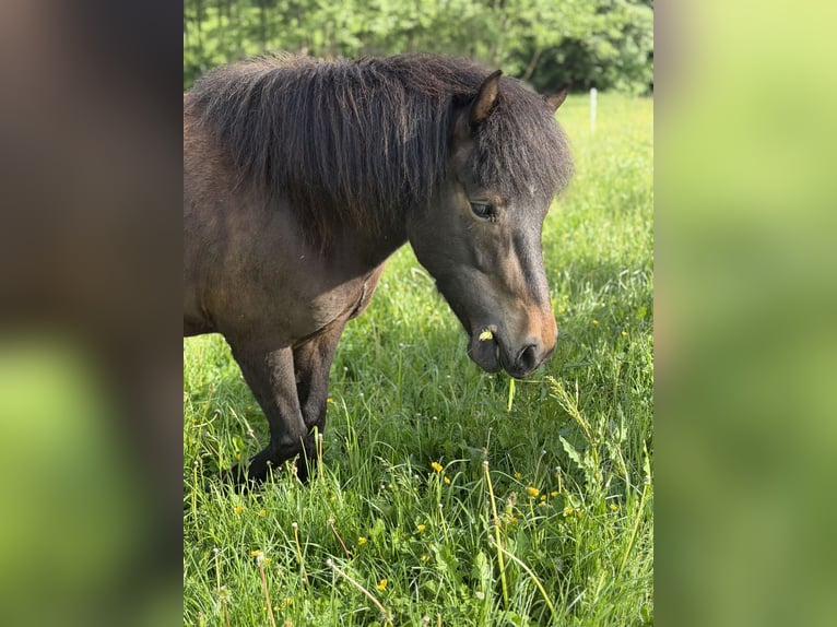 Islandpferd Stute 5 Jahre 137 cm Dunkelbrauner in Herscheid
