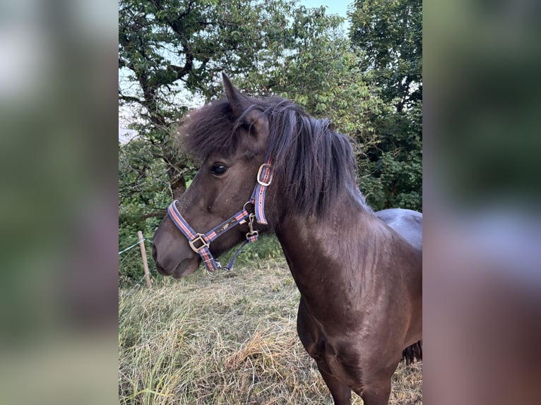Islandpferd Stute 5 Jahre 137 cm Rappe in K&#xE4;shofen