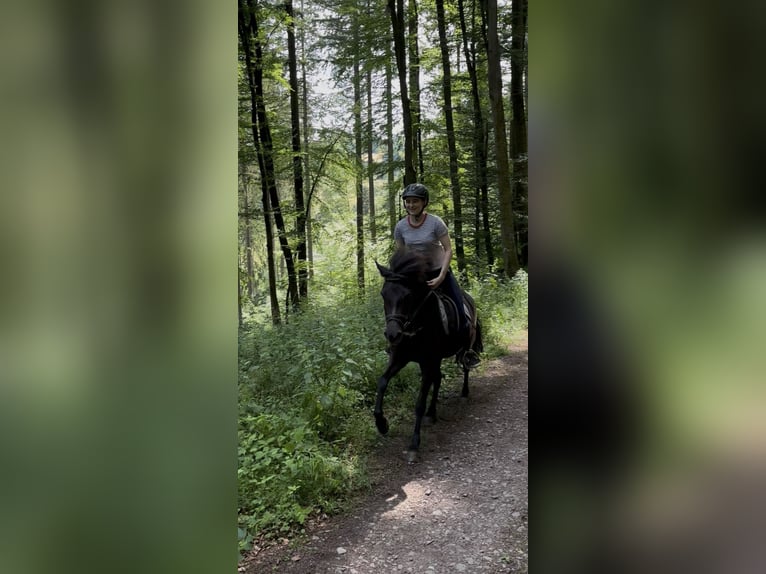 Islandpferd Stute 5 Jahre 137 cm Rappe in K&#xE4;shofen