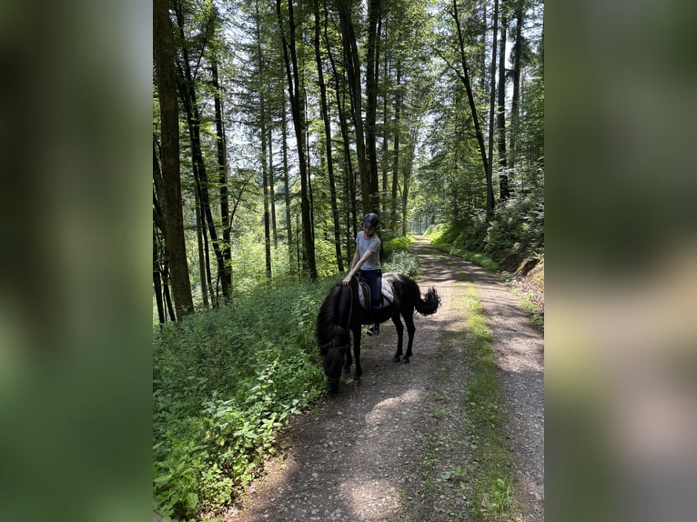 Islandpferd Stute 5 Jahre 137 cm Rappe in K&#xE4;shofen