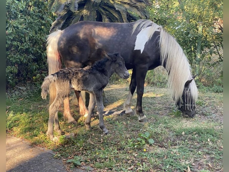 Islandpferd Stute 5 Jahre 137 cm Rappe in K&#xE4;shofen