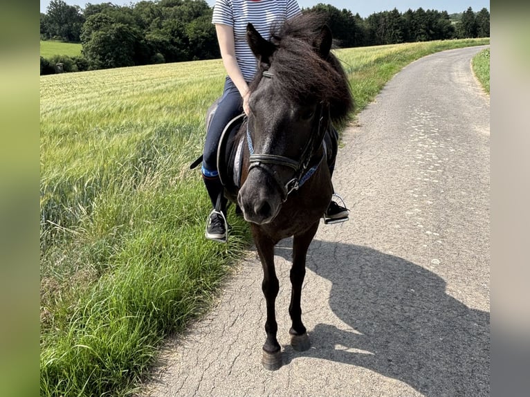 Islandpferd Stute 5 Jahre 137 cm Rappe in K&#xE4;shofen
