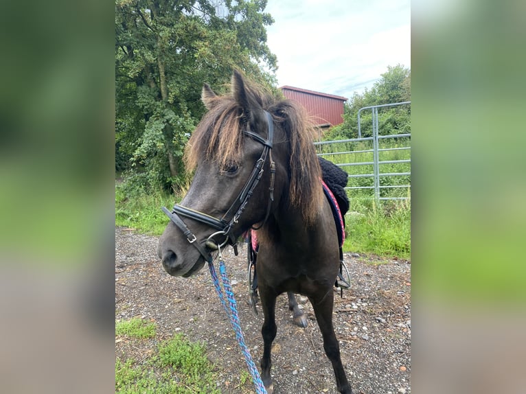 Islandpferd Stute 5 Jahre 137 cm Rappe in K&#xE4;shofen