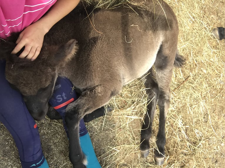 Islandpferd Stute 5 Jahre 137 cm Rappe in K&#xE4;shofen