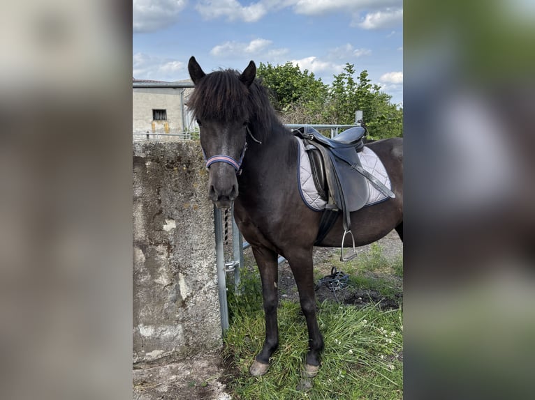 Islandpferd Stute 5 Jahre 137 cm Rappe in K&#xE4;shofen