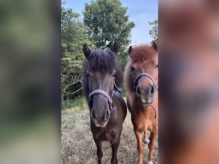 Islandpferd Stute 5 Jahre 137 cm Rappe in K&#xE4;shofen