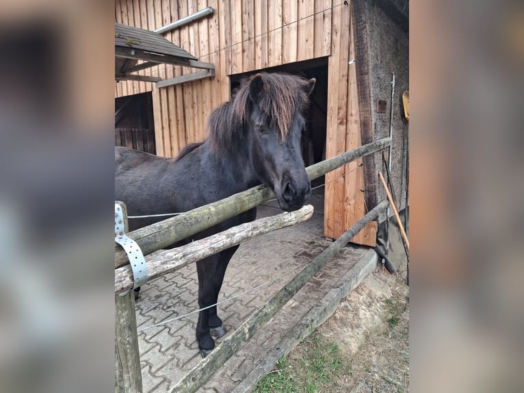 Islandpferd Stute 5 Jahre 137 cm Rappe in Fürth
