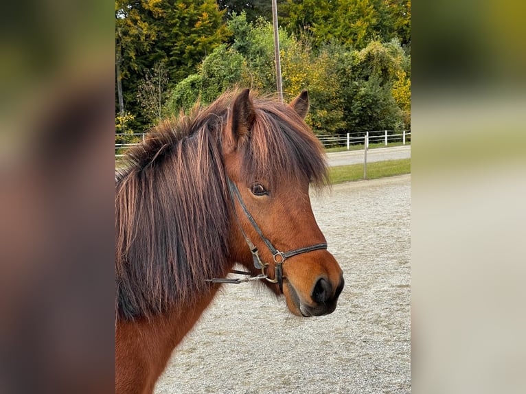 Islandpferd Stute 5 Jahre 138 cm Brauner in Sankt Radegund