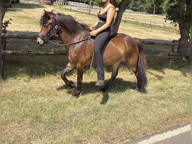 Islandpferd Stute 5 Jahre 138 cm Brauner in Nettersheim