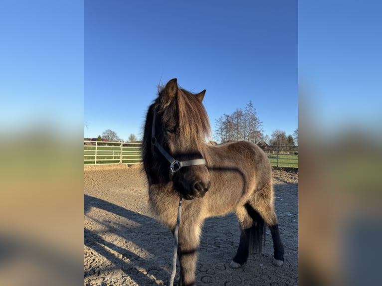 Islandpferd Stute 5 Jahre 138 cm Buckskin in Tremsbüttel